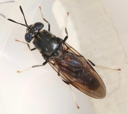 Réf. 325 769 : Hermetia illucens